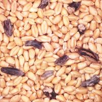 Ergot contaminated seed