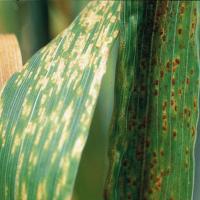 Leaf rust spores rarely appear on back of leaf except in seedlings