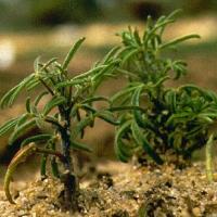 Severely stunted seedlings from infected seed