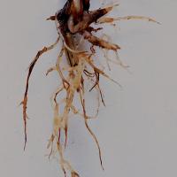 Roots of affected plants are short with characteristic pinched ends – ‘spear tips’.