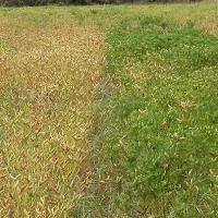 Plants stay green with straggly growth as  leaves drop and pods fill on unaffected plants 