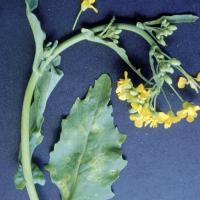 Late infection causes leaf symptoms but rarely affects yield