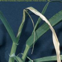 Symptoms first appear first on the youngest leaf and gradually spread to older leaves.