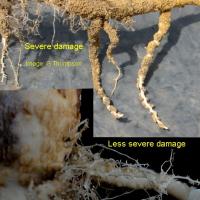 Group I herbicide damage can also cause root nodules 