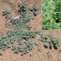 Goosefoot contains phytotoxins that leach from the dead plant 