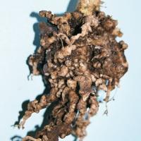 Severe clubroot infection 