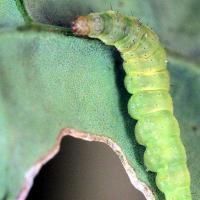 Pale green, cigar-shaped, caterpillar up to 12 millimetres in length.