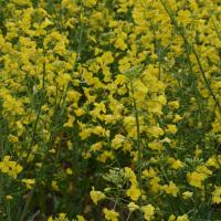Monitoring flowering in canola