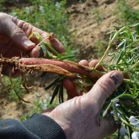 Inspecting lupin roots