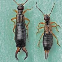 Shiny black insects with light brown legs and rear pincers (Male left, female right)