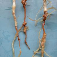 Tap roots often have red or brown lesions with the outer layer of the root stripped off