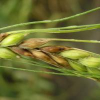 Fusarium head blight can express as discoloured barley spikelets, resulting from floret infection that spreads along the stalk.