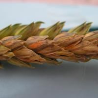 Wheat spikelets with Fusarium head blight are discoloured and may express orange coloured spore masses.