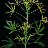 New growth is most affected