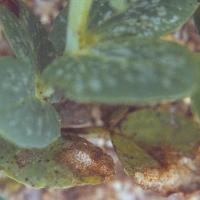 Lower leaves infected 