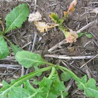 Surviving plants are stunted 