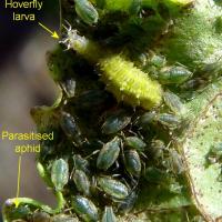 Green peach aphids and beneficial insects on leaf underside
