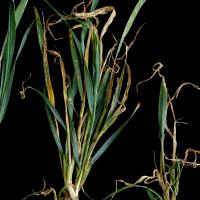 Plants form new tillers to compensate for growing point and tiller death