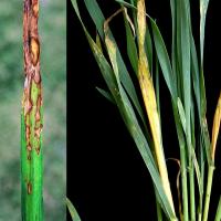 Most common symptoms light coloured lesions on sprayed leaves