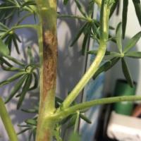 Brown fungal stem infection after frost