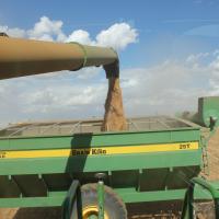 Unloading grain into a chaserbin