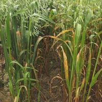 Worse septoria on K deficient plant