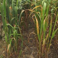 Potassium deficient oat crops are more susceptible to septoria infection