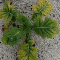 Bulging interveinal leaf tissue; interveinal discolouration and death spreads towards the midrib 