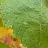 Recently laid light brown apple moth egg mass