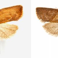 Light brown apple moths female left & male right - Photo courtesy CSIRO, National Research Collections Aust. & L. Willan; Aust. Moths Online.jpg