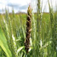 Seed replaced with a compact mass of dark brown-black powdery spores. 