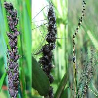 Florets are replaced with a mass of dark brown-black powdery spores that blow away. 