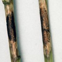 Phomopsis stem lesion before maturity