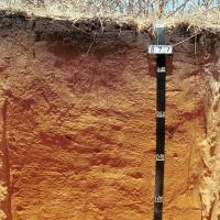 Soil pit showing the profile of yellow deep sand in the Swan coastal plain region.