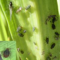 Oat aphids vary from olive-green to black and have a rust-red patch at the rear end