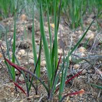 Acutely P deficient plant with darkened/reddened leaves