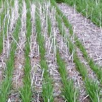 Phosporous deficienct oat plants appear smaller, darker and less tillered