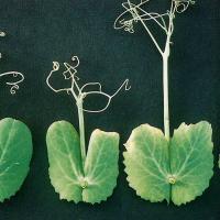 Older leaves develop mottled chlorosis and leaf margins become severely chlorotic, then die