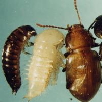 Left to right: larva, pupa and newly emerged adult bronzed field beetle