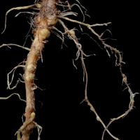 After the 6- to 8-leaf stage the taproot becomes less susceptible to infection, but lateral roots are susceptible for longer periods 
