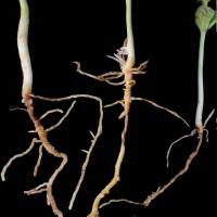 Severe lesions also strip off the outer layer of the taproot which prevents nodulation in this part of the root