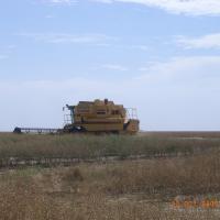 Havesting gm canola field