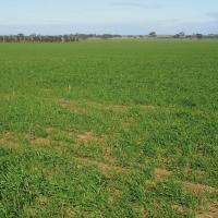 Crops appear patchy with uneven growth