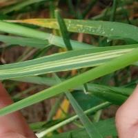 Damage to leaf from Russian wheat aphid