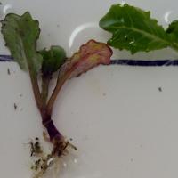 Rhizoctonia affected seedlings develop red-brown hypocotyl lesions as shown by the middle seedling 