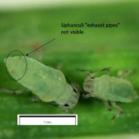 Close up image of Russian wheat aphid nymphs showing abscence of visible siphunculi