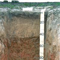 Soil pit showing the profile of grey deep sandy duplex in the Albany to Esperance region. Yellow sand over clay.