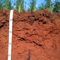 Soil pit showing the profile of red/brown non-cracking clays in the Salmon Gums region.  The soil profile is red/brown clay throughout.