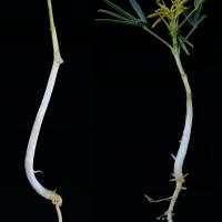 Seedling lateral roots are severely stunted