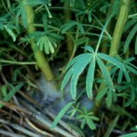 Collar rot fungal web spreading between plants